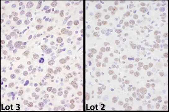 Rabbit anti-BRD4 Antibody, Affinity Purified Powered by Bethyl Laboratories, Inc.