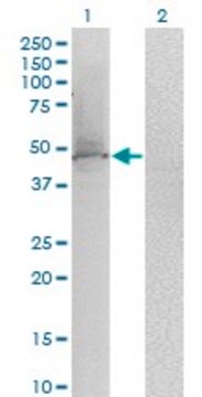 ANTI-KLF1 antibody produced in mouse clone 2A6, purified immunoglobulin, buffered aqueous solution