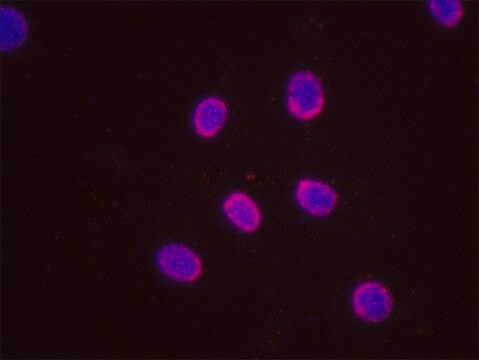 Estrogen Receptor Alpha and STUB1 PLA&#174; Antibody Kit Powered by Bethyl Laboratories, Inc.