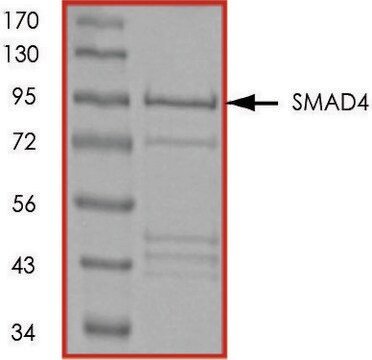 SMAD4, GST tagged human recombinant, expressed in E. coli, &#8805;70% (SDS-PAGE), buffered aqueous glycerol solution