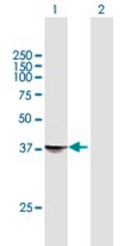 Anti-STX18 antibody produced in mouse purified immunoglobulin, buffered aqueous solution