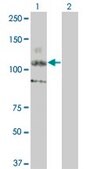 ANTI-KIT antibody produced in mouse clone 5A11, purified immunoglobulin, buffered aqueous solution