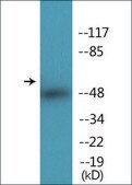 Anti-phospho-AML1 (pSer303) antibody produced in rabbit affinity isolated antibody