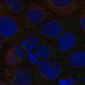 Anti-SLC6A12 antibody produced in rabbit Prestige Antibodies&#174; Powered by Atlas Antibodies, affinity isolated antibody, buffered aqueous glycerol solution