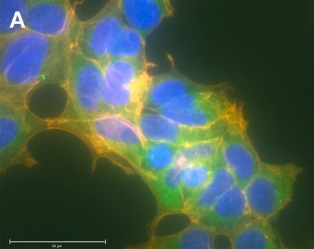 Anti-MEK1 Antibody, clone 1F18 ZooMAb&#174; Rabbit Monoclonal recombinant, expressed in HEK 293 cells