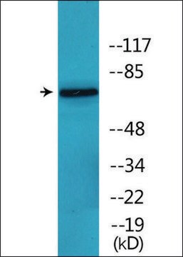 Anti-phospho-C-RAF (pSer642) antibody produced in rabbit affinity isolated antibody