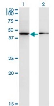 Monoclonal Anti-ALLC antibody produced in mouse clone 3D3, purified immunoglobulin, buffered aqueous solution