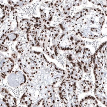 Anti-BRD4 antibody produced in rabbit Prestige Antibodies&#174; Powered by Atlas Antibodies, affinity isolated antibody, buffered aqueous glycerol solution