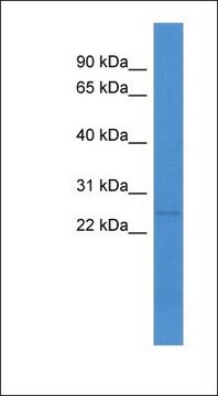 Anti-C1QL1 antibody produced in rabbit affinity isolated antibody