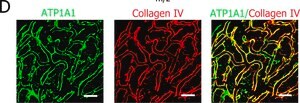 Anti-Na+/K+ ATPase &#945;-1 Antibody, clone C464.6 clone C464.6, Upstate&#174;, from mouse