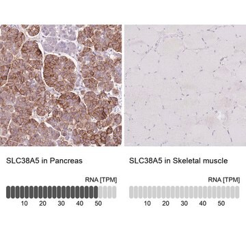 Anti-SLC38A5 antibody produced in rabbit Prestige Antibodies&#174; Powered by Atlas Antibodies, affinity isolated antibody, buffered aqueous glycerol solution
