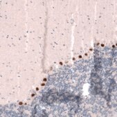 Anti-SKOR2 antibody produced in rabbit Prestige Antibodies&#174; Powered by Atlas Antibodies, affinity isolated antibody, buffered aqueous glycerol solution