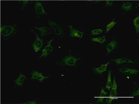 Monoclonal Anti-STK3 antibody produced in mouse clone 4F7, purified immunoglobulin, buffered aqueous solution