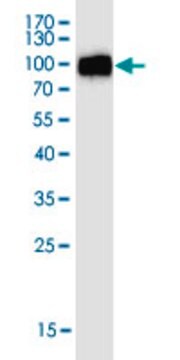 Monoclonal Anti-ACE2 antibody produced n mouse clone CC11, purified immunoglobulin, buffered aqueous solution