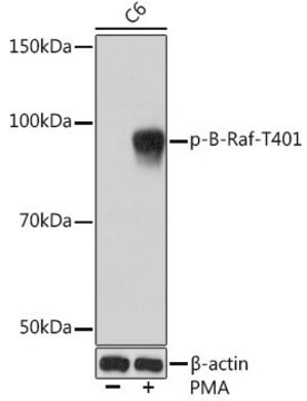 Anti-Phospho-B-Raf-T401 antibody produced in rabbit