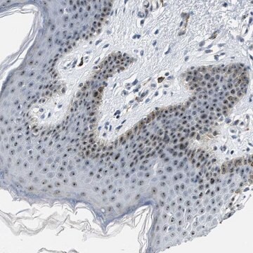 Anti-DDX47 antibody produced in rabbit Prestige Antibodies&#174; Powered by Atlas Antibodies, affinity isolated antibody, buffered aqueous glycerol solution