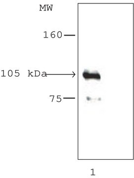 Anti-Histone Deacetylase 7 (HDAC7) (KG-17) antibody produced in rabbit affinity isolated antibody, buffered aqueous solution