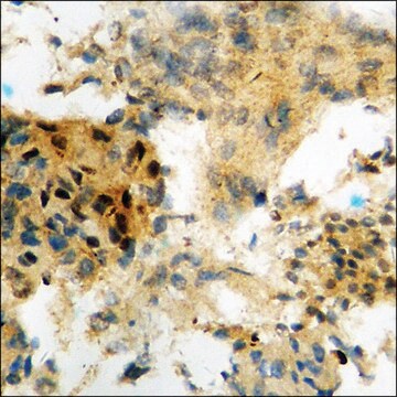 Anti-phospho-MSK1 (pSer212) antibody produced in rabbit affinity isolated antibody