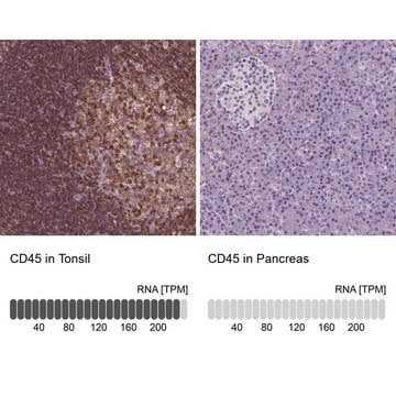 Anti-CD45 antibody produced in rabbit Prestige Antibodies&#174; Powered by Atlas Antibodies, affinity isolated antibody, buffered aqueous glycerol solution