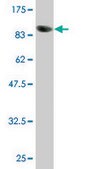 Monoclonal Anti-POLA2 antibody produced in mouse clone 2A8, purified immunoglobulin, buffered aqueous solution