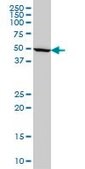 Monoclonal Anti-IMPDH1 antibody produced in mouse clone 3G6, purified immunoglobulin, buffered aqueous solution
