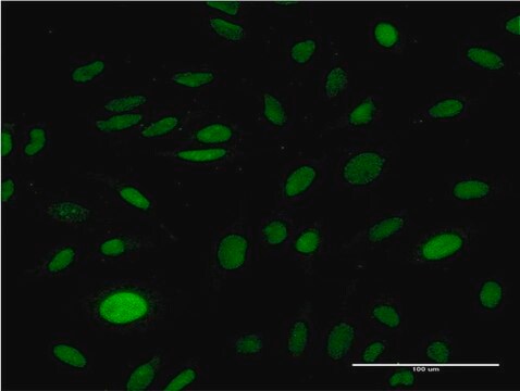 Monoclonal Anti-CMAS antibody produced in mouse clone 2E1, purified immunoglobulin, buffered aqueous solution