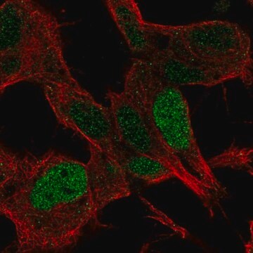 Anti-SSBP2 antibody produced in rabbit Prestige Antibodies&#174; Powered by Atlas Antibodies, affinity isolated antibody