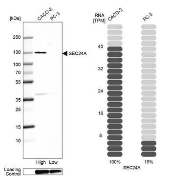 Anti-SEC24A antibody produced in rabbit Prestige Antibodies&#174; Powered by Atlas Antibodies, affinity isolated antibody, buffered aqueous glycerol solution