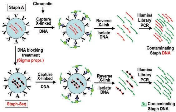 Imprint&#174; Ultra Chromatin Immunoprecipitation Kit Complete ChIP kit for sensitivity, compatibility with Next-Gen sequencing