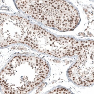 Anti-HLTF antibody produced in rabbit Prestige Antibodies&#174; Powered by Atlas Antibodies, affinity isolated antibody, buffered aqueous glycerol solution