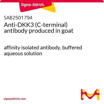 Anti-DKK3 (C-terminal) antibody produced in goat affinity isolated antibody, buffered aqueous solution