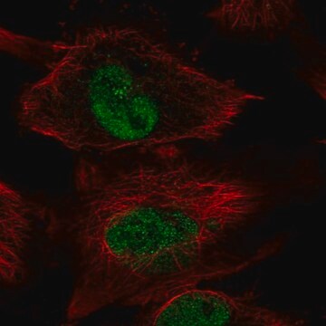 Anti-DOT1L antibody produced in rabbit Prestige Antibodies&#174; Powered by Atlas Antibodies, affinity isolated antibody