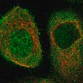 Anti-CFLAR antibody produced in rabbit affinity isolated antibody, buffered aqueous glycerol solution
