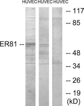 Anti-ER81 antibody produced in rabbit affinity isolated antibody