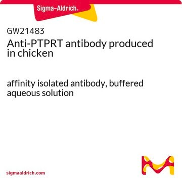 Anti-PTPRT antibody produced in chicken affinity isolated antibody, buffered aqueous solution