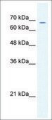 Anti-GABRD antibody produced in rabbit affinity isolated antibody