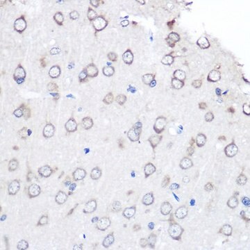 Anti- FGF2 antibody produced in rabbit