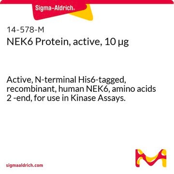 NEK6 Protein, active, 10 &#181;g Active, N-terminal His6-tagged, recombinant, human NEK6, amino acids 2 -end, for use in Kinase Assays.