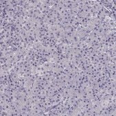 Anti-CREB3L3 antibody produced in rabbit Prestige Antibodies&#174; Powered by Atlas Antibodies, affinity isolated antibody, buffered aqueous glycerol solution