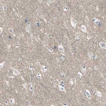 Anti-HTR1F antibody produced in rabbit Prestige Antibodies&#174; Powered by Atlas Antibodies, affinity isolated antibody, buffered aqueous glycerol solution