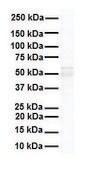 Anti-PPARA, (N-terminal) antibody produced in rabbit affinity isolated antibody