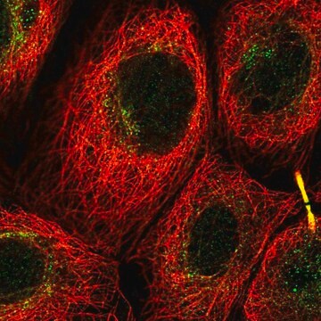 Anti-C12orf66 antibody produced in rabbit Prestige Antibodies&#174; Powered by Atlas Antibodies, affinity isolated antibody