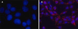 DAPI for nucleic acid staining