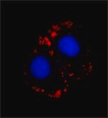 Monoclonal Anti-Myosin (Skeletal, Fast) antibody produced in mouse clone MY-32, ascites fluid