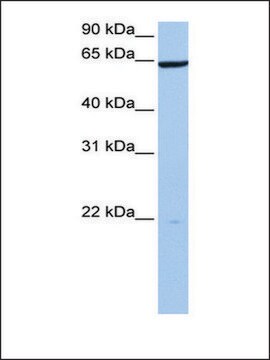 Anti-PAXIP1 antibody produced in rabbit affinity isolated antibody