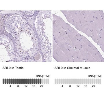 Anti-ARL9 antibody produced in rabbit Prestige Antibodies&#174; Powered by Atlas Antibodies, affinity isolated antibody, buffered aqueous glycerol solution