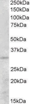 Anti-PEX26 antibody produced in goat affinity isolated antibody, buffered aqueous solution