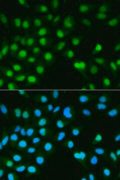 Anti-PPP3CA antibody produced in rabbit