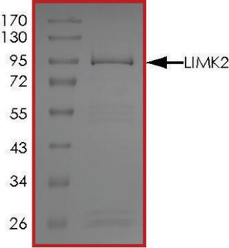 LIMK2, Active PRECISIO&#174; Kinase, recombinant