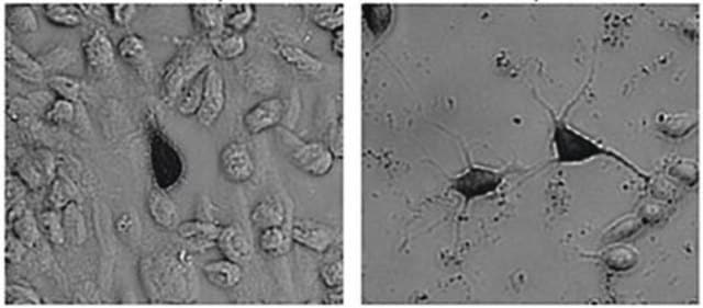 Anti-Green Fluorescent Protein Antibody Chemicon&#174;, from chicken